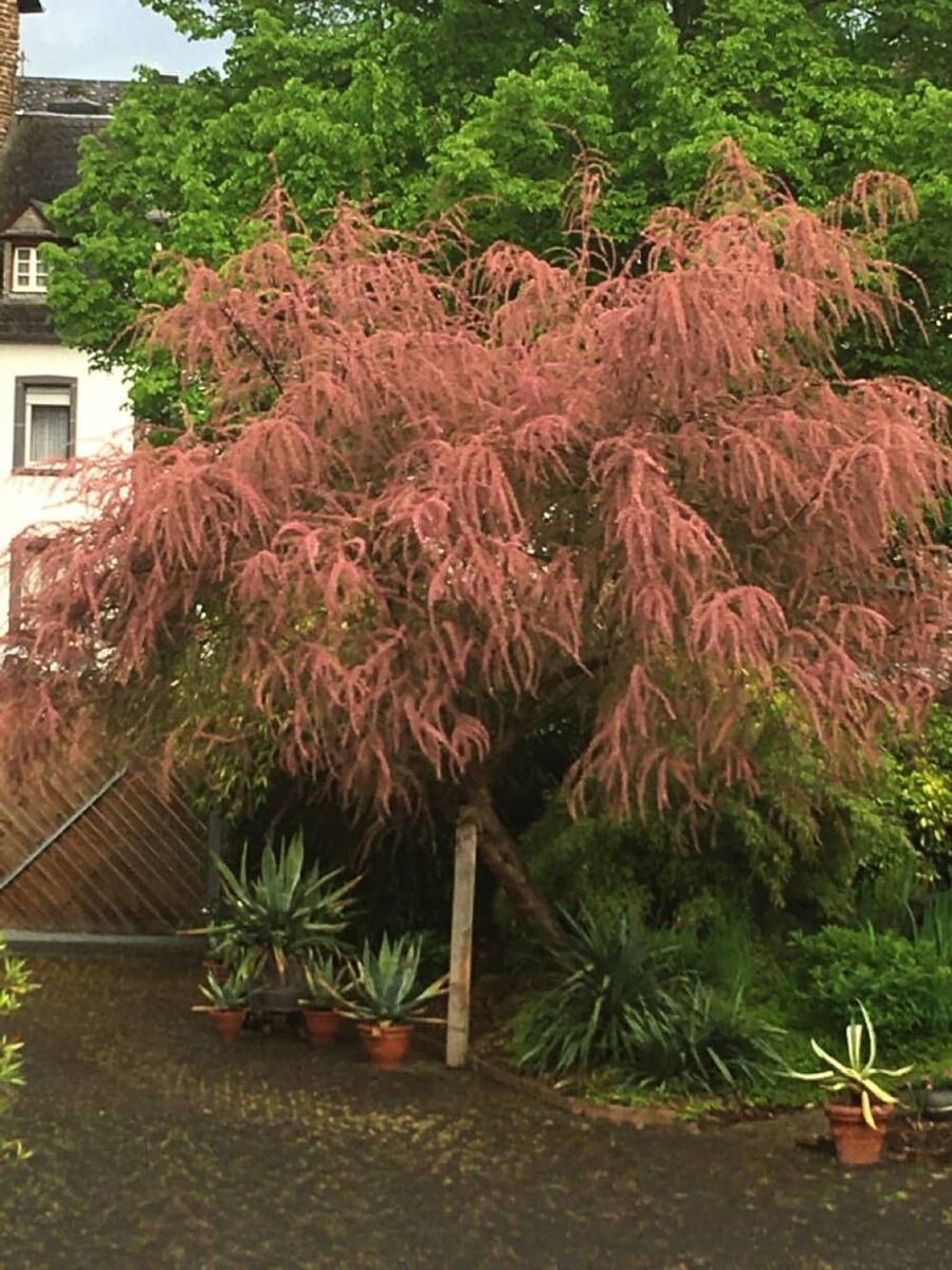 Ferienhaus Alte Scheune Pommern Mosel - Baum