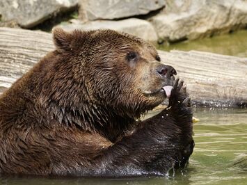 Ferienhaus Alte Scheune Pommern Mosel - Wild- und Freizeitpark Klotten
